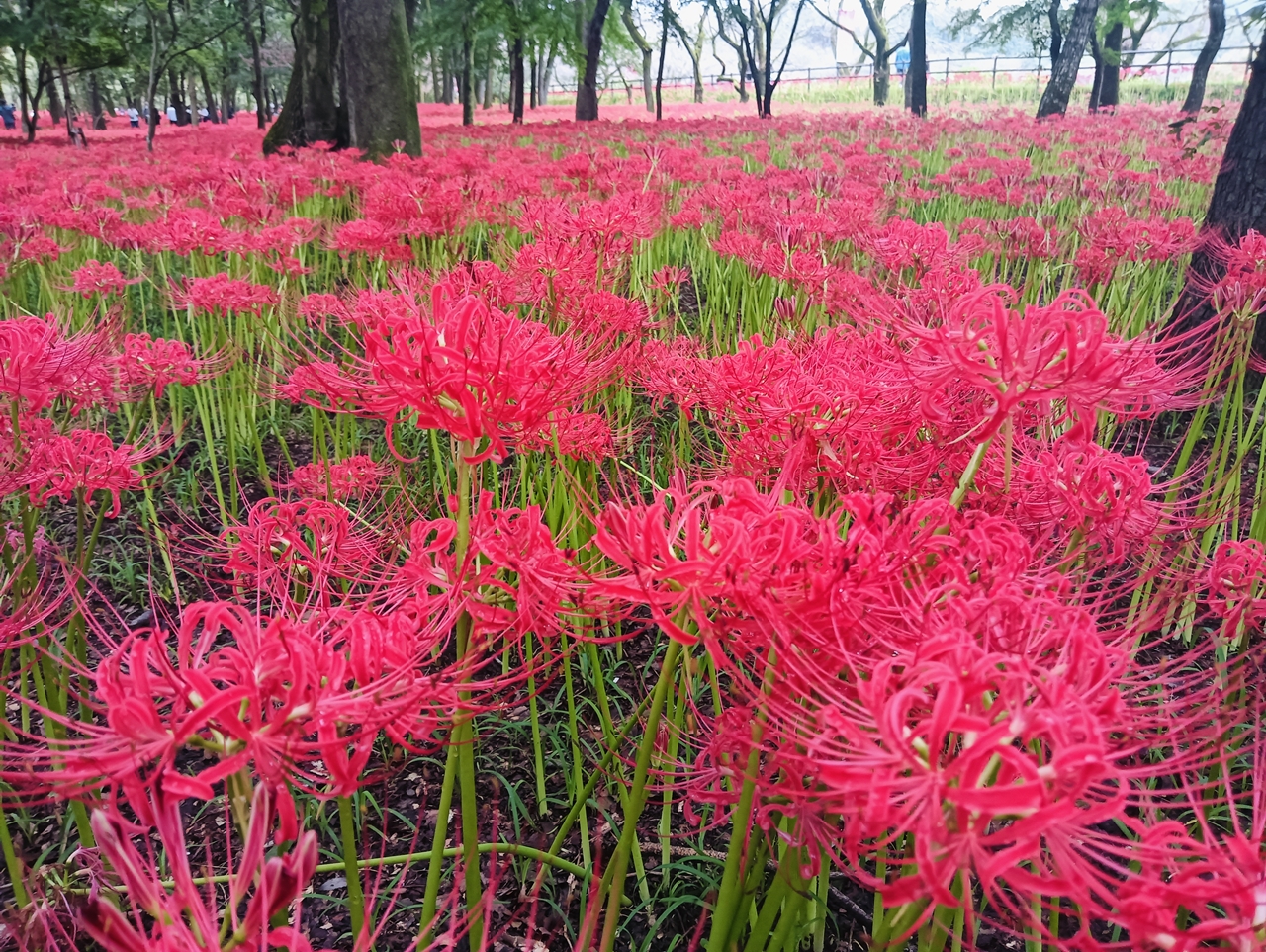 巾着田の曼珠沙華